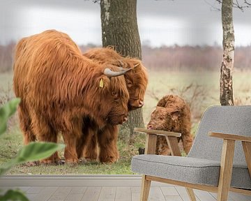 Neugeborenes Kalb Scottish Highlander