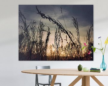 Contrasts: Sunset in the field