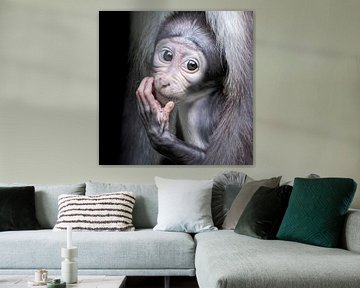 Baby Monkey - Witkruinmanabey van Marja Suur