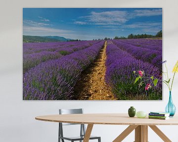 Lavendelfeld bei Sault in der Provence von Tanja Voigt