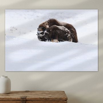 Musk ox calf  in winter in Dovrefjell-Sunndalsfjella National Park Norway