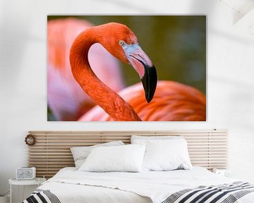 Flamingo van Mark Damhuis