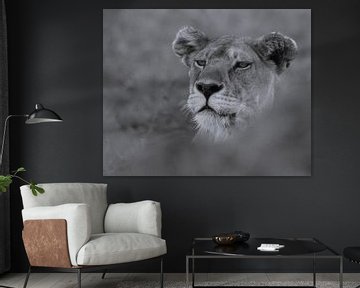 Portrait de lionne noir et blanc sur Marco van Beek