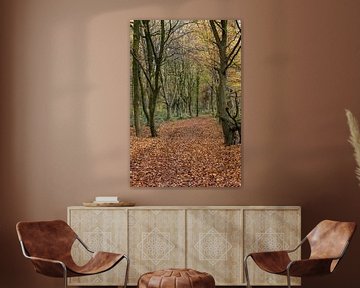 Automne ... Herrenbusch ( Lank Latum, arrondissement du Rhin Neuss ) en automne sur wunderbare Erde