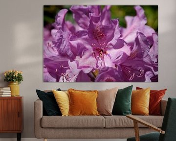 Pink Rhododendron Flower, Close-Up, Germany by Torsten Krüger