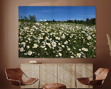 Een veld van madeliefjes in bloei van Claude Laprise