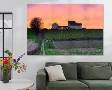 wijngaard de Apostelhoeve in Maastricht bij een kleurrijke zonsondergang