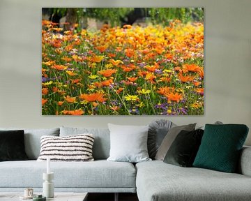 Wildflower meadow South Africa by Corinne Welp