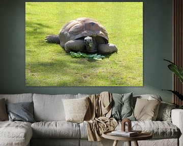 Aldabra Schildpad. van Jose Lok