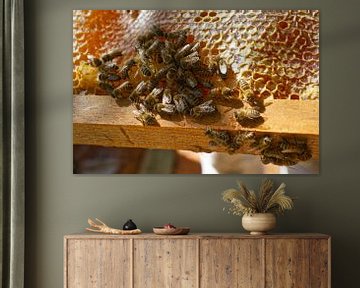 Honeybee Cluster on Honeycomb Frame by Iris Holzer Richardson