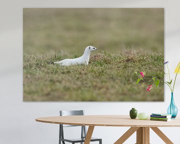 op jacht... Hermelijn ( Mustela erminea ) in de witte winterfee van wunderbare Erde