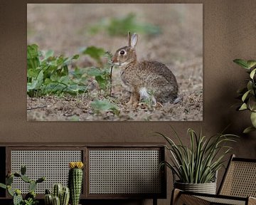 op een ongecultiveerd veld... Wild konijn *Oryctolagus cunicus