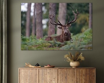 Blickkontakt... Rothirsch ( Cervus elaphus ) ruht mitten im Wald von wunderbare Erde