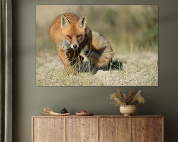 sly look... Red fox ( Vulpes vulpes ) hunting, by wunderbare Erde