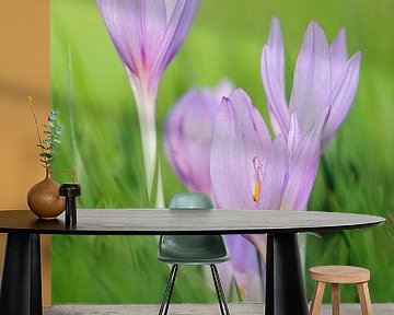 typische herfstbloemen... Herfstkrokus * Colchicum autumnale *,