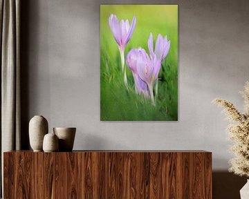 typische Herbstblumen... Herbstzeitlose * Colchicum autumnale *, von wunderbare Erde