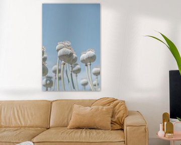 Bulbes de coquelicots en fleurs - photographie de nature minimaliste du nouveau pays sur Christa Stroo photography