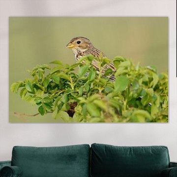 indéniablement reconnaissable... Busard cendré * Emberiza calandra * dans les buissons