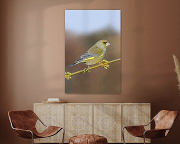 typical garden bird... Greenfinch * Carduelis chloris * on forsythia branch by wunderbare Erde