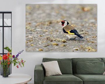 de clown onder de vogels... Goudvink * Carduelis carduelis * langs de weg van wunderbare Erde