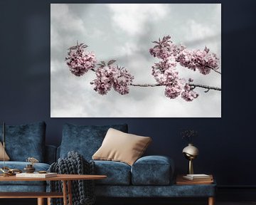 Kirschblütenzweig mit Blick zum Himmel von Melanie Viola