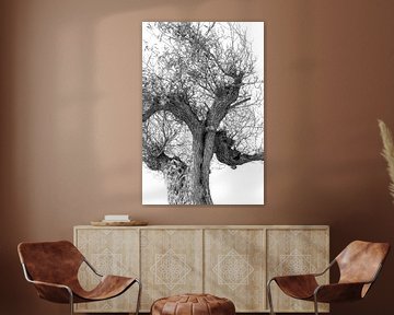 Olive tree in Black and White. by Alie Ekkelenkamp