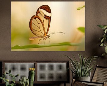 Vlinder, Glasvleugelvlinder van voorDEfoto