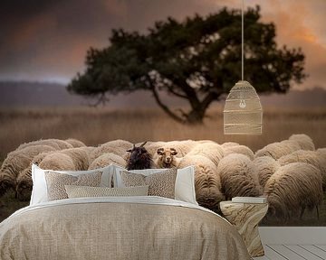 Dwingelderveld sheep flock by Ton Drijfhamer