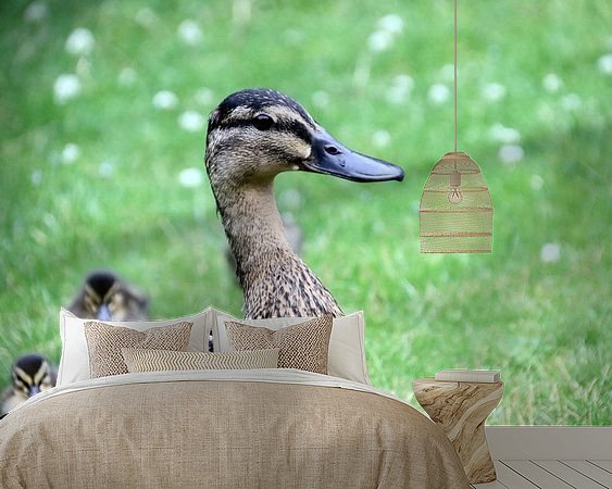 Aperçu de la chambre