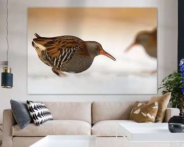 in paren... Water Rails *Rallus aquaticus* samen bij de N van wunderbare Erde