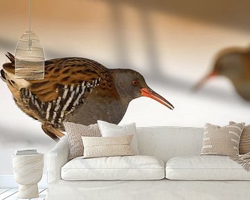 zu zweit... Wasserrallen *Rallus aquaticus* gemeinsam bei der N