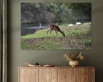 Hert - reiger - zwanen von Frank de Ridder