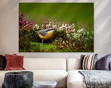 nuthatch among the heather