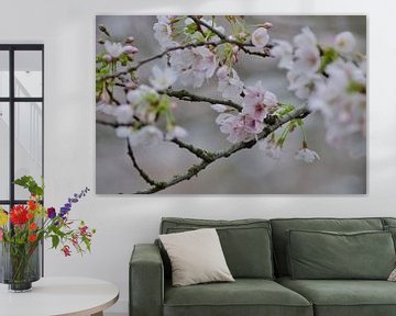 Gros plan d'un cerisier en fleurs avec une lueur douce sur Joyce Derksen
