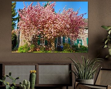 Cherry blossom in the Meerbeck colony (7-45103) by Franz Walter