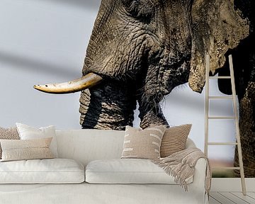 Elefant in Afrika von Omega Fotografie