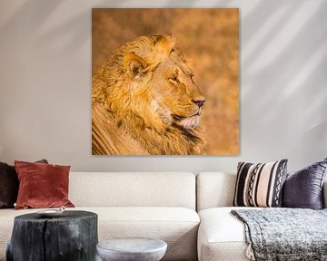 Leeuw op safari van Omega Fotografie