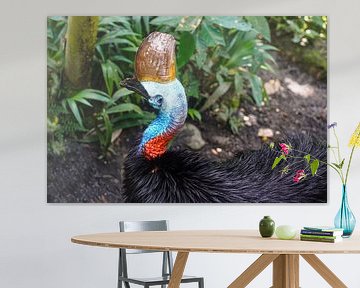 Cassowary by Stefan Havadi-Nagy