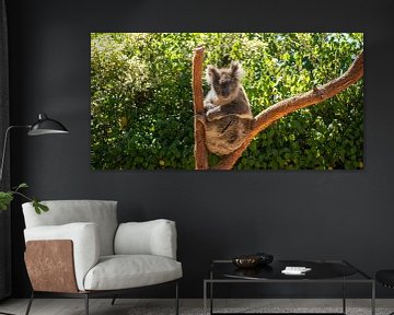 Koala in boom van Stefan Havadi-Nagy