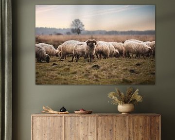 Moutons de Drenthe sur le Dwingelderveld sur P Kuipers