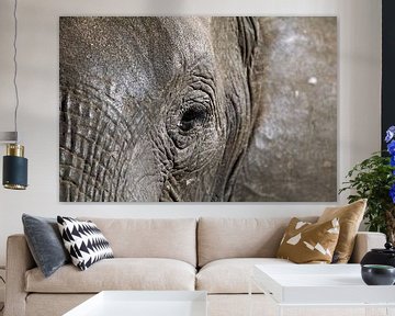 Eye of the elephant van W. Woyke