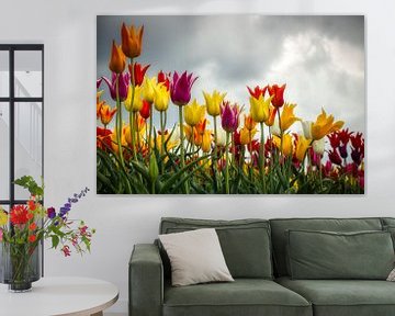 Un arc-en-ciel de tulipes sur Myrna's Photography