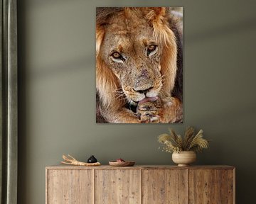 Male Lion in Africa by W. Woyke