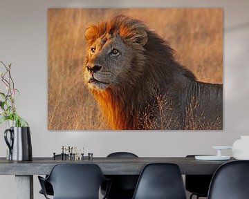 Lion dans la lumière du matin - Afrika wildlife