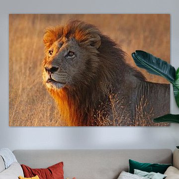 Leeuw in het ochtendlicht - Wilde dieren in Afrika van WiWo