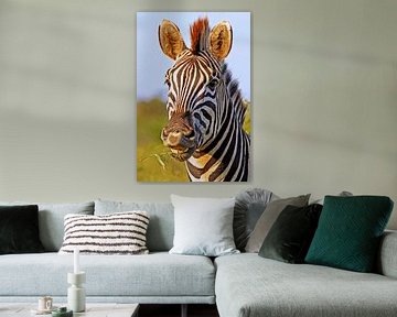 Zebra in Africa by W. Woyke