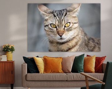 cute tabby cat looking at camera with big yellow eyes by VIDEOMUNDUM