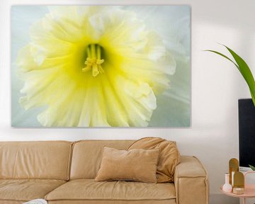 Soft Yellow and White Daffodil Bell by Iris Holzer Richardson