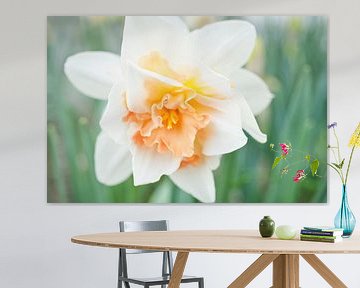 White and Peach Fancy Daffodil by Iris Holzer Richardson