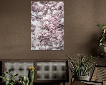 Kirschblüten im Detail von Melanie Viola